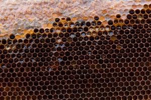 honeycomb with a honey texture. . Background texture and drawing of a section of wax honeycomb from photo