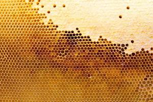 honeycomb with a honey texture. . Background texture and drawing of a section of wax honeycomb from photo