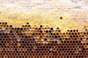 honeycomb with a honey texture. . Background texture and drawing of a section of wax honeycomb from photo