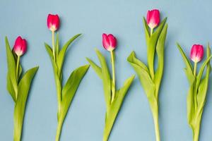 group of fresh red tulips lie in a row on a pastel blue background. photo