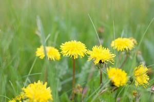 lonely dandelions on green grass close up. Spring season. Green meadow photo