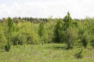 bosque joven, paisaje de bosque tranquilo. temporada de primavera foto