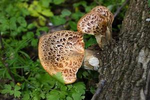 mushroom on the old log. Autumn mushroom picking. photo