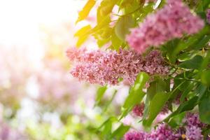 purple lilac outdoors. Gentle spring background. Spring May Flowers photo