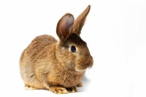 pequeño conejo rojo esponjoso aislado sobre fondo blanco. liebre para el primer plano de pascua. foto