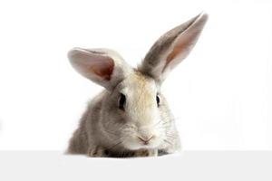 a grey furry rabbit looks at the sign. Isolated on a white background. Easter bunny . The hare looks at the sign. photo