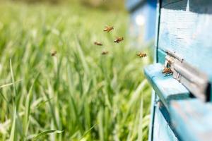 Bees fly out of Ulick on a Sunny day. Bees bring honey to the evidence close up photo