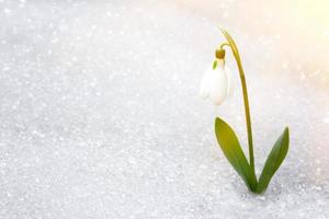 snowdrops in early spring from under the snow with a place for the inscription. photo