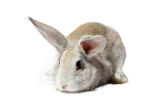 a small fluffy grey rabbit isolated on a white background. Easter Bunny for the spring holidays. photo