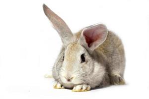 un pequeño conejo gris esponjoso aislado en un fondo blanco. conejito de pascua para las vacaciones de primavera. foto