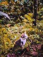 Cat in bushes. photo