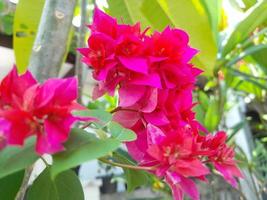 beautiful nature with wild plants that adorn photo