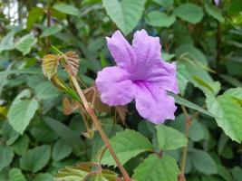 Fresh flowers with beauty that can be enjoyed photo