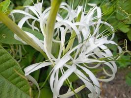 beautiful nature with wild plants that adorn photo