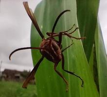 A Photo of the red wasp seen from the front. The photo was taken when perched on a young corn tree.