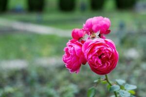Beautiful rose flowers on a pink branch in a garden or park. photo