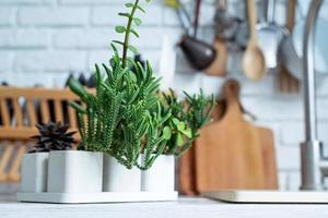 macetas blancas con varias plantas suculentas en la encimera de madera de la cocina foto