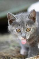 little Cute grey fluffy kitten outdoors. kitten first steps.. photo