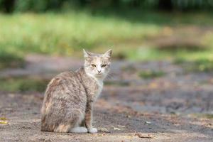 Gray striped cat walks on a leash on green grass outdoors. photo