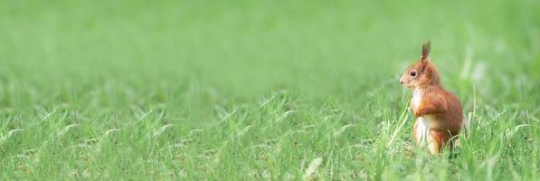 Red squirrel sits in the grass.. photo