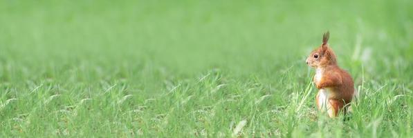 Red squirrel sits in the grass.. photo