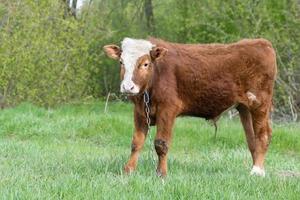 calf in the meadow.. photo