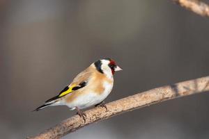 jilguero, carduelis carduelis, encaramado en una percha de madera con un fondo natural borroso foto