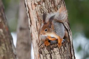 Red squirrel sitting on a tree branch in winter forest and nibbling seeds on snow covered trees background.. photo