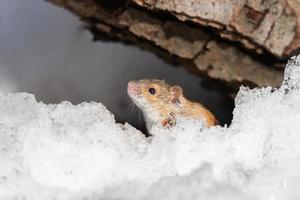 striped field mouse is small long-tailed mouse photo