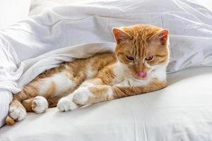 Red cat sleeping in a white bed, tired cat dozing in his bed . photo