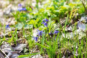 the first flowers of spring. Blue delicate fragile flowers in the spring forest. photo
