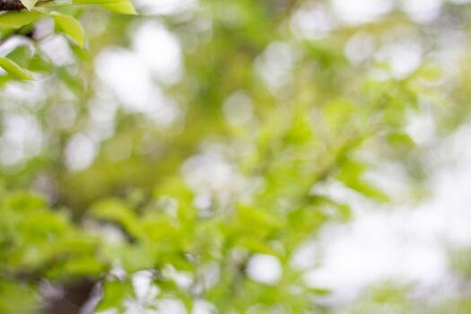 Natural blurred background. Clean spring background with copy space. photo