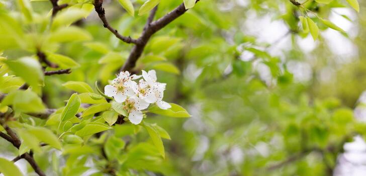 flowering pear branches close up. Blooming branch with a white flower in the spring season with copy space. photo