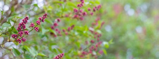 banner of blooming lilac in the spring season. Floral spring background with a place for an inscription. photo