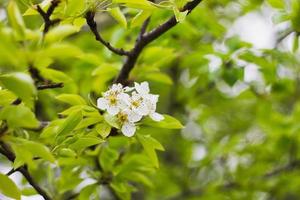 flowering pear branches close up. Blooming branch with a white flower in the spring season with copy space. photo