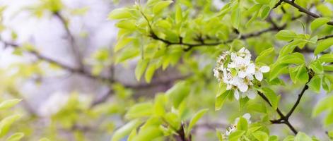 flowering pear branches close up. Blooming branch with a white flower in the spring season with copy space. photo