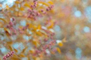 blooming lilac outdoors, close up. Spring natural background. photo