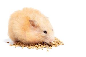 big fluffy red hamster eats grain, isolate photo