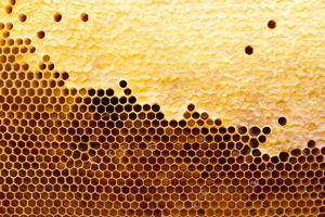 honeycomb with a honey texture. . Background texture and drawing of a section of wax honeycomb from photo