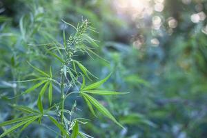 hemp bush in nature. Young shoots of hemp outdoors. photo