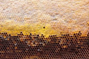 honeycomb with a honey texture. . Background texture and drawing of a section of wax honeycomb from photo