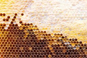 honeycomb with a honey texture. . Background texture and drawing of a section of wax honeycomb from photo