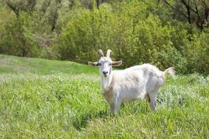 cabra blanca en un prado verde. agricultura ambulante. foto