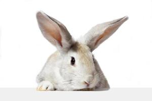 un conejo peludo gris mira el cartel. Aislado en un fondo blanco. conejo de Pascua . la liebre mira el letrero. foto