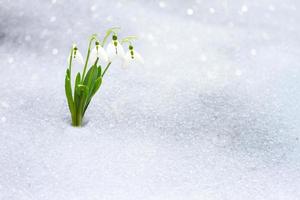 snowdrops in early spring from under the snow with a place for the inscription. photo