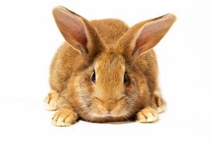 un pequeño conejo rojo esponjoso sobre un fondo blanco, un conejito de pascua para pascua. conejo para vacaciones de primavera. foto