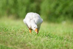 side view of white goose standing on green grass photo