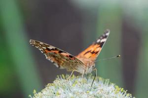 mariposa en flor flor en la naturaleza verde foto