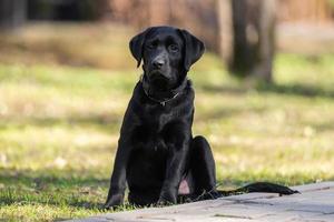 Labrador retriever puppy in grass photo