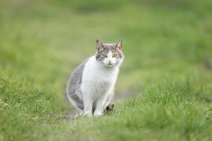 lindo gato jugando en el parque en un día lluvioso foto